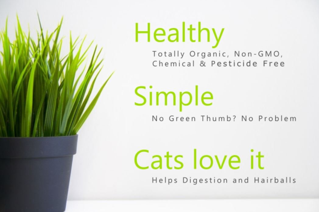 100% Organic Cat Grass Seed Mix, 4 Ounce K99677