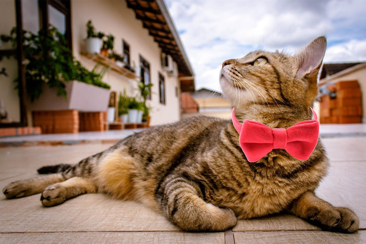 Velvet Breakaway Cat Collar with Bell and Bow Tie T406834
