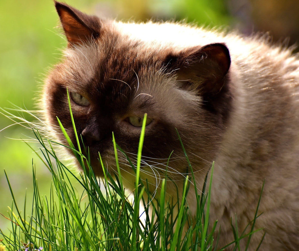 100% Organic Cat Grass Seed Mix, 4 Ounce K99677