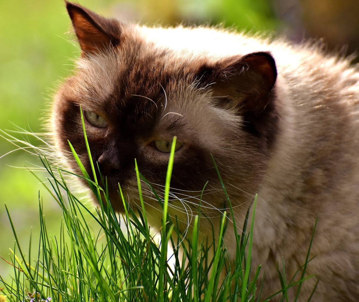 100% Organic Cat Grass Seed Mix, 4 Ounce K99677