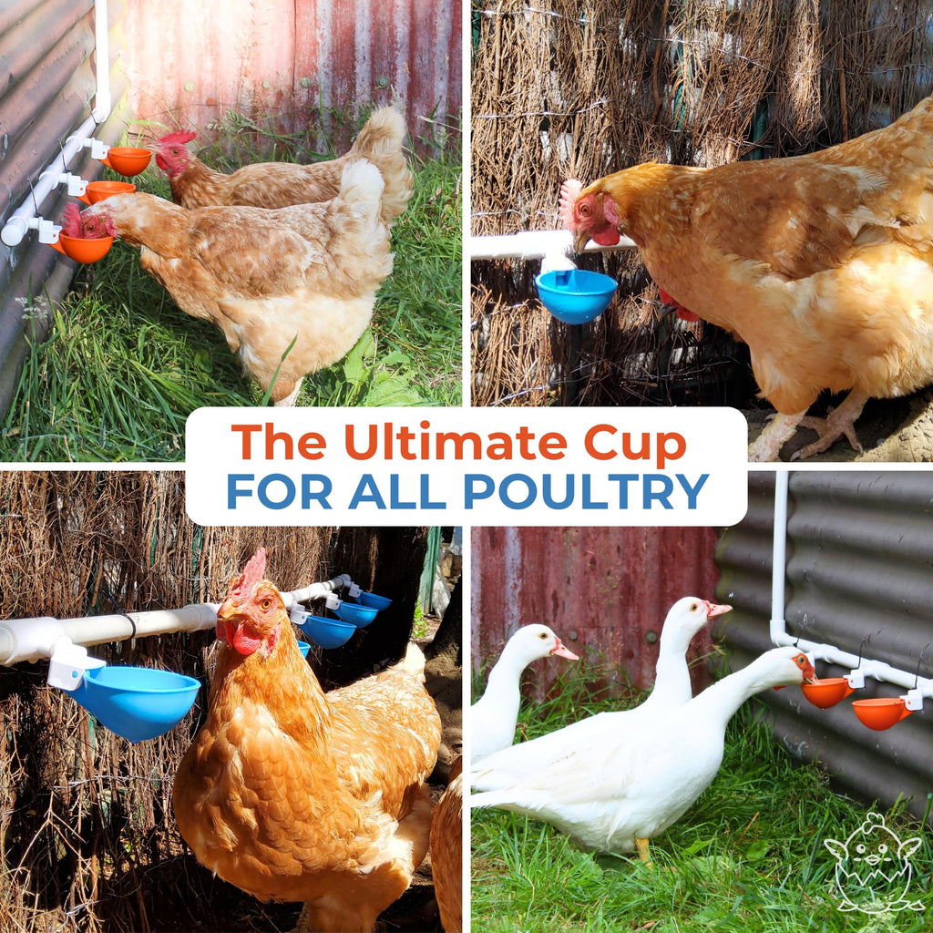 Large Automatic Chicken Waterer Cups with 1/2" PVC Tee Fittings 5-Pack I409029