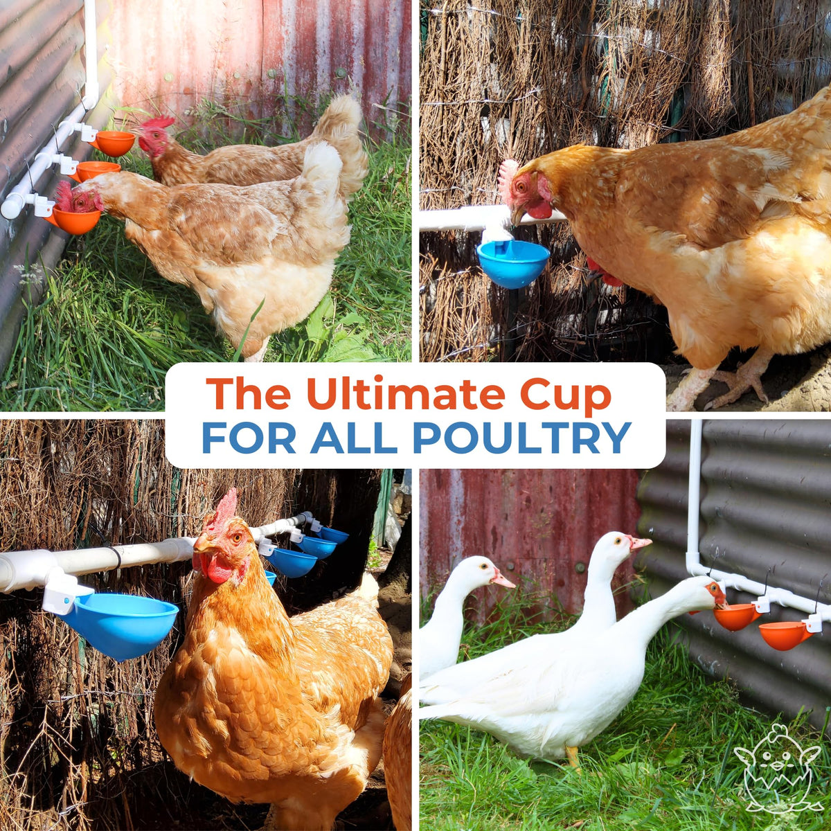 Large Automatic Chicken Waterer Cups with 1/2" PVC Tee Fittings 5-Pack I409029